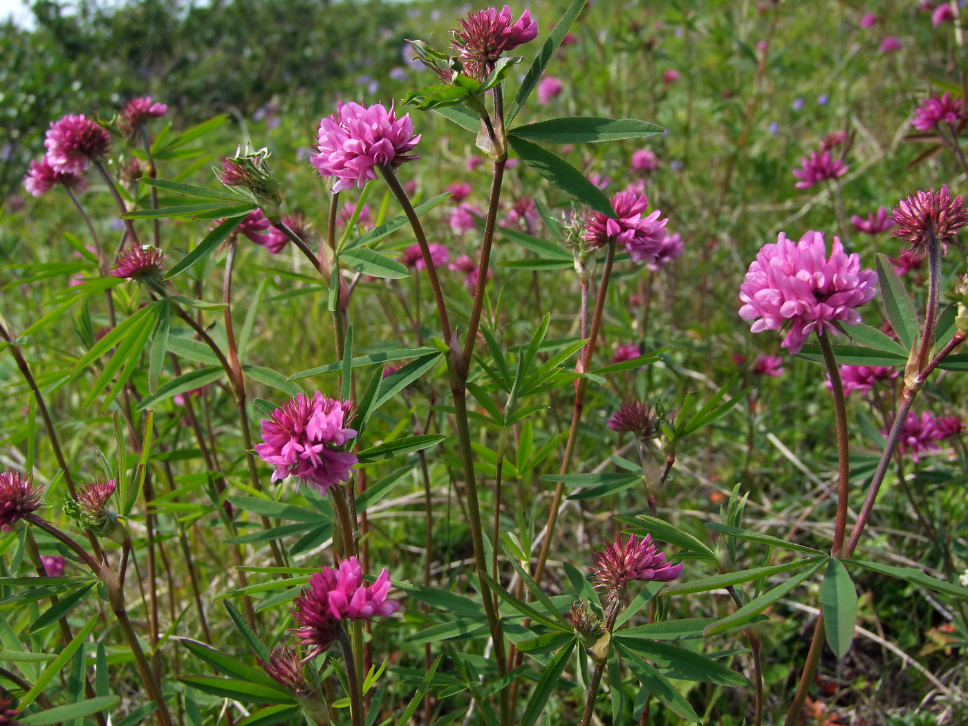 Изображение особи Trifolium lupinaster.