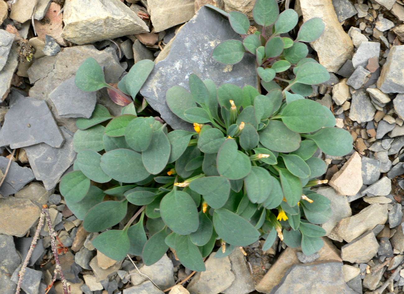 Image of Crepis nana specimen.