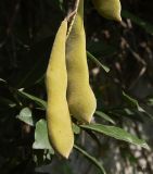 Wisteria sinensis