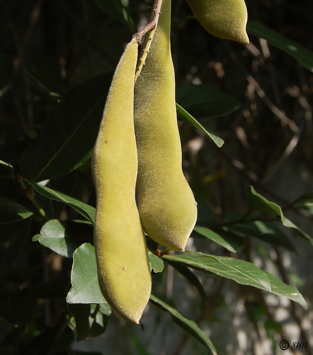 Image of Wisteria sinensis specimen.