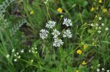 Coriandrum sativum. Верхушка цветущего растения. Грузия, край Самцхе-Джавахети, Ахалцихский муниципалитет, окр. с. Грели, луг. 28.05.2018.