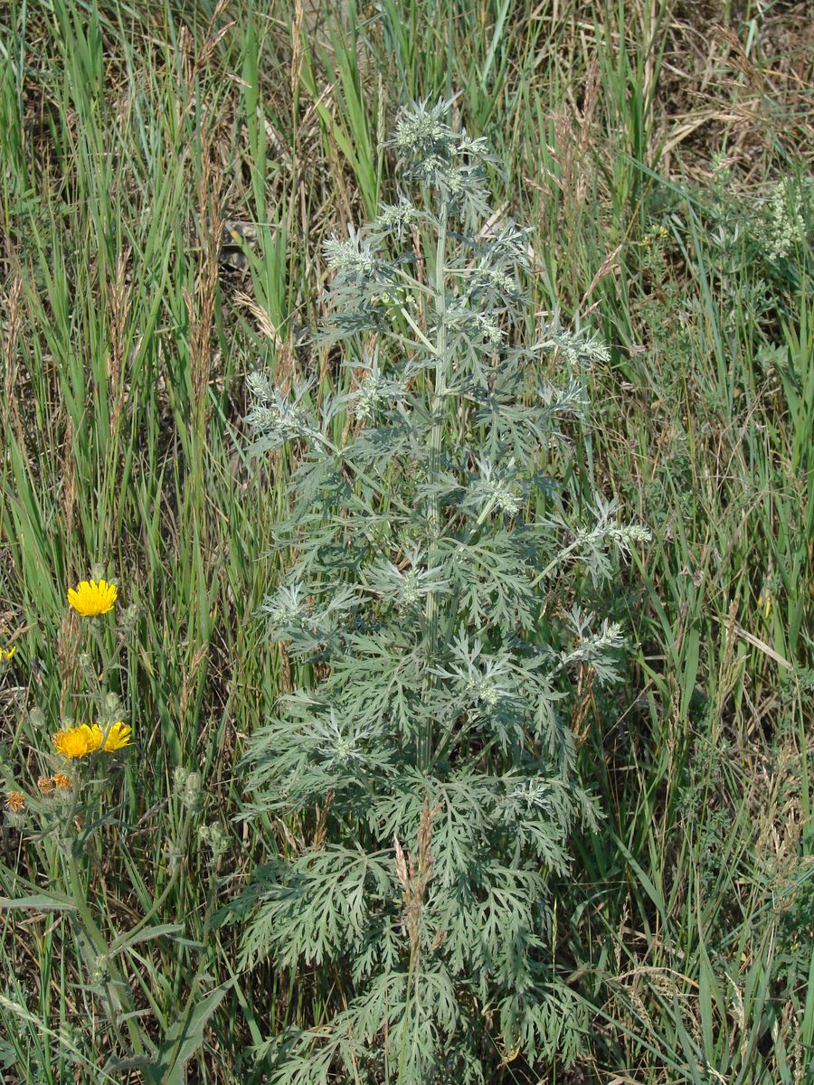 Image of Artemisia sieversiana specimen.