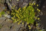 Saxifraga moschata