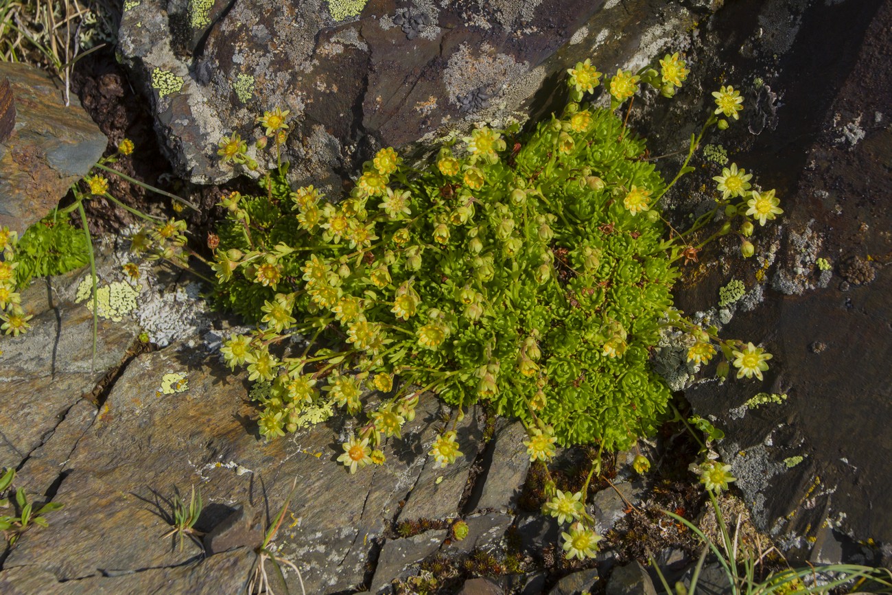Image of Saxifraga moschata specimen.