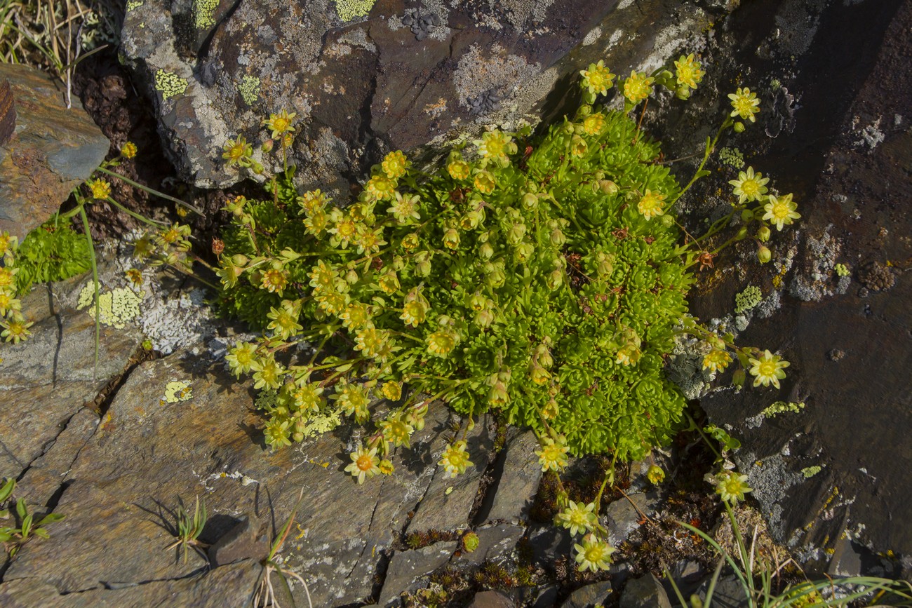 Изображение особи Saxifraga moschata.