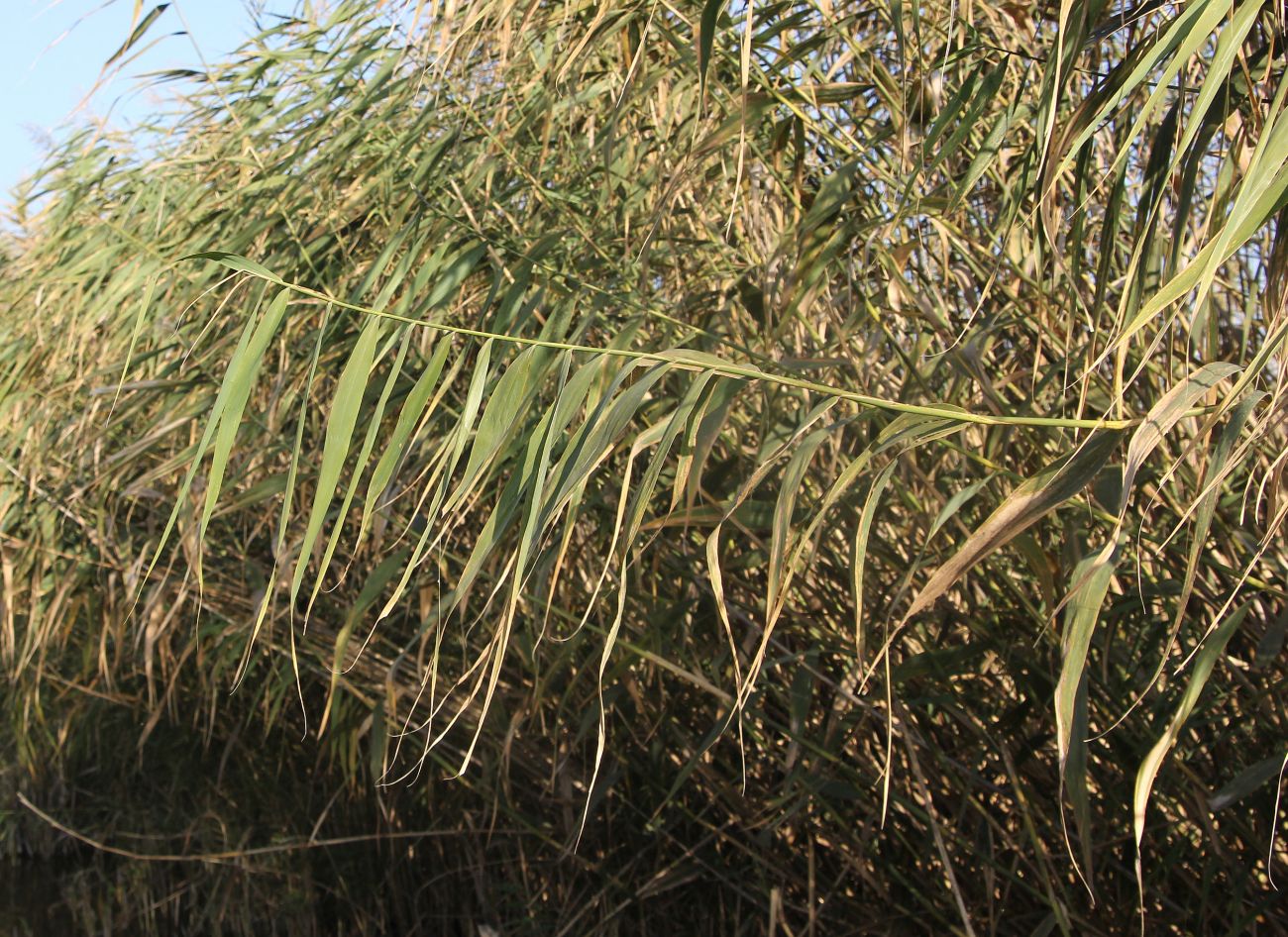 Изображение особи Phragmites australis.