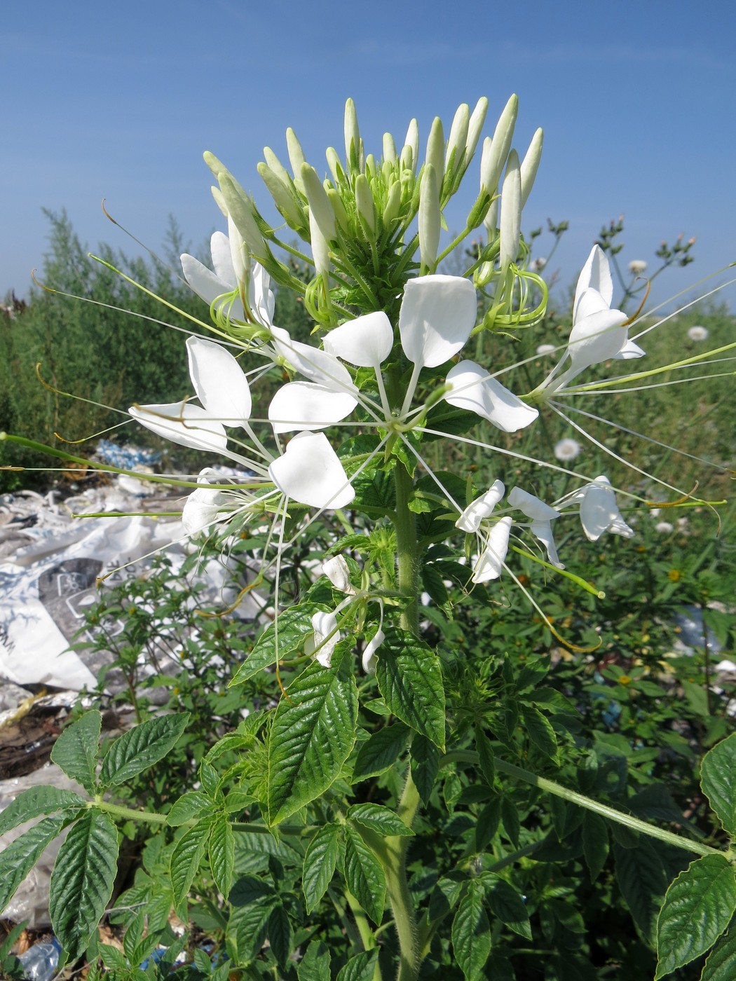 Image of Tarenaya hassleriana specimen.