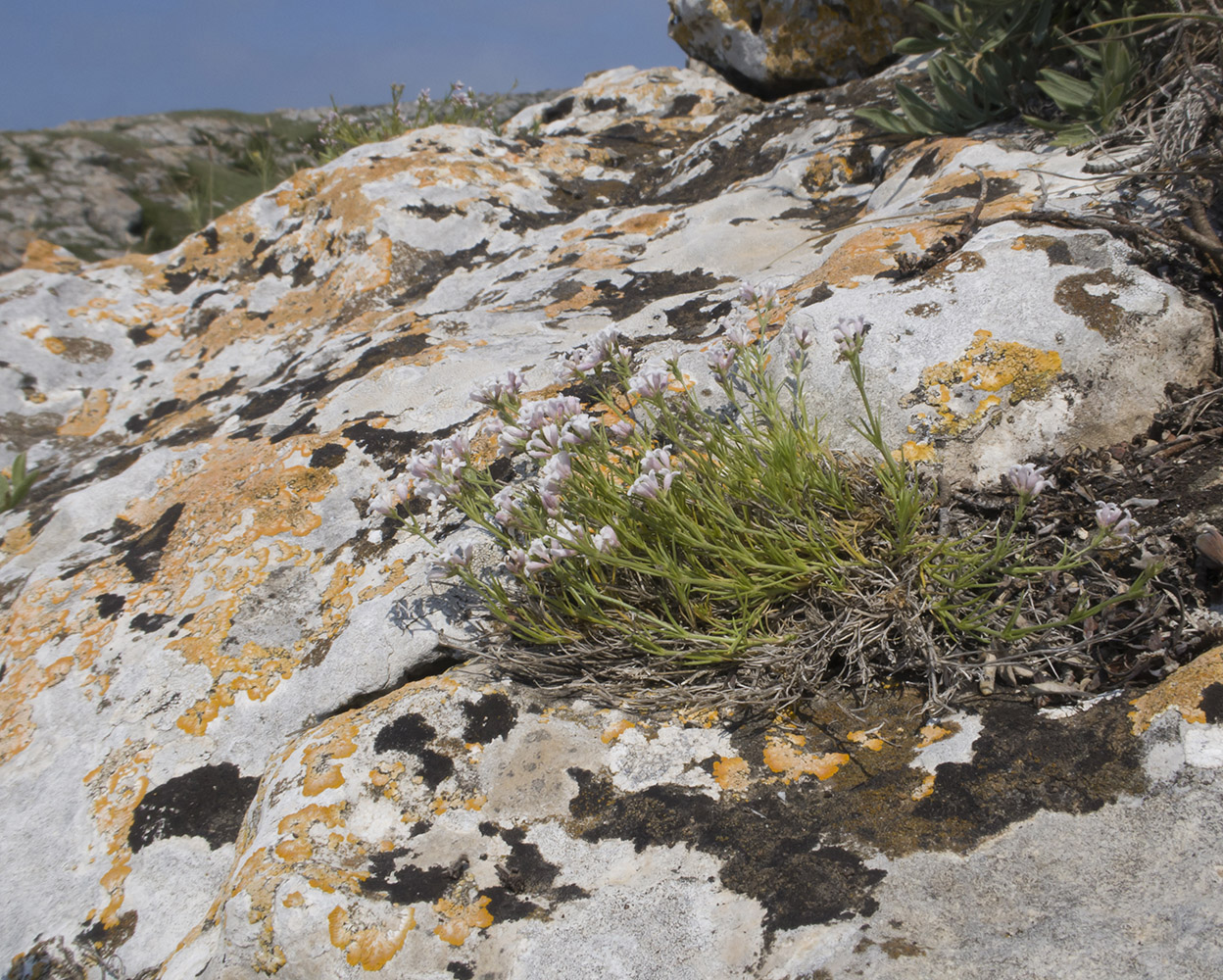 Изображение особи Asperula cimmerica.