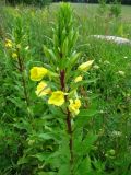 Oenothera rubricaulis