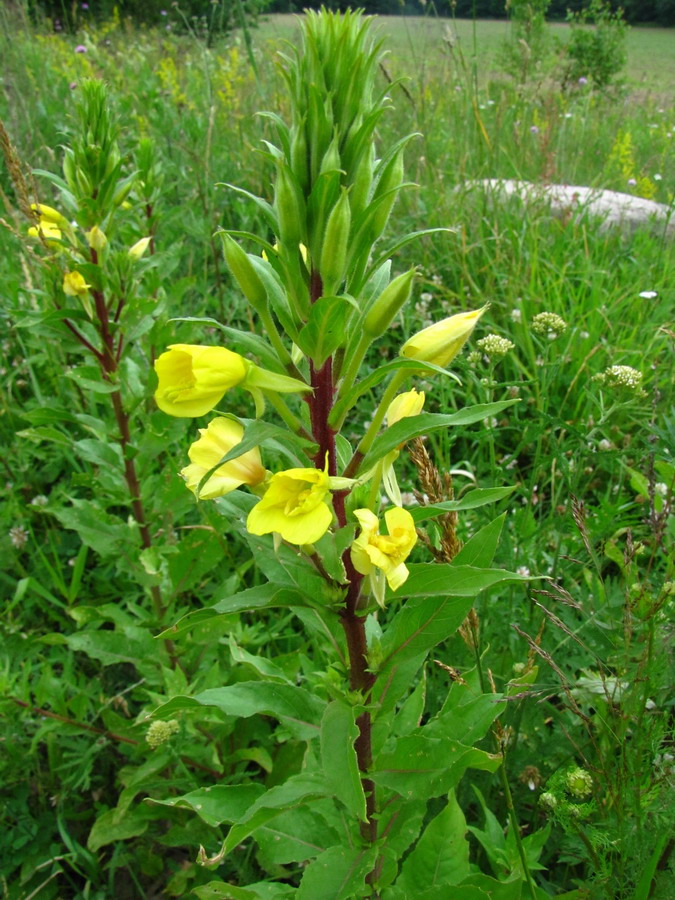 Image of Oenothera rubricaulis specimen.