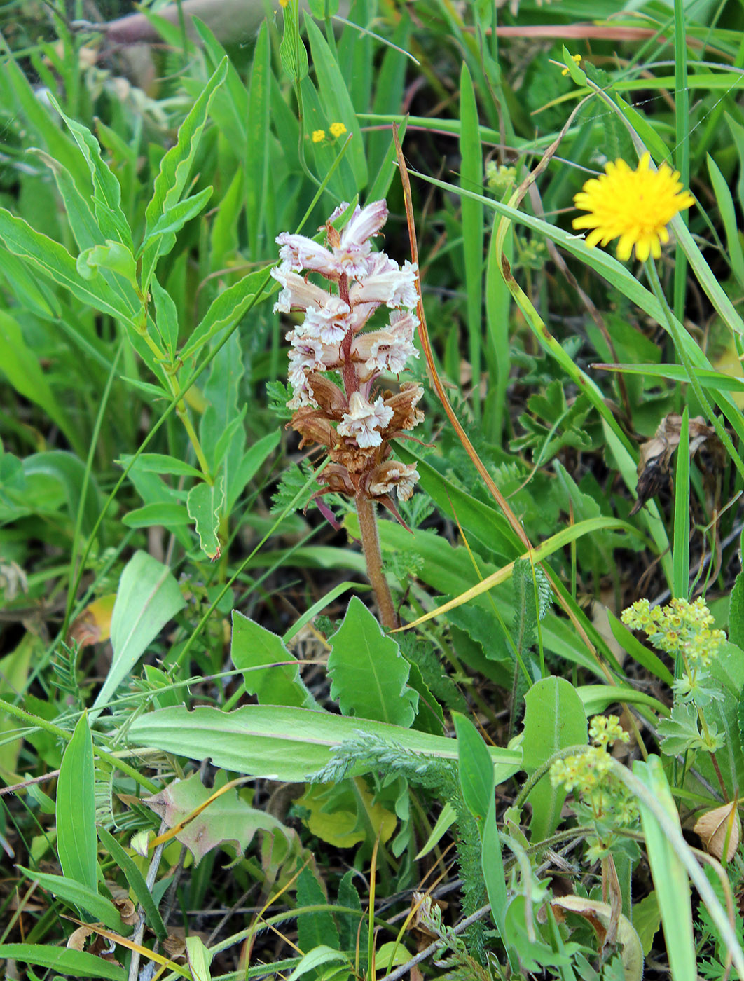 Изображение особи Orobanche owerinii.