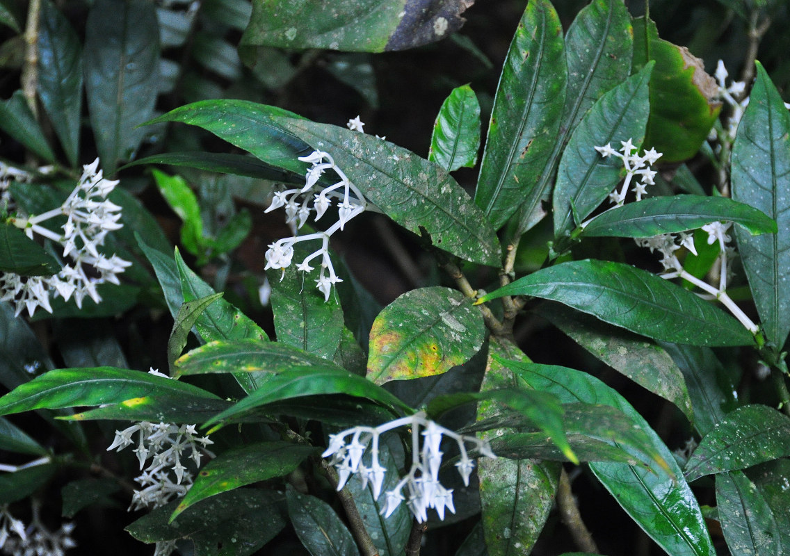 Image of Argostemma yappii specimen.