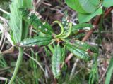 Ledum palustre. Верхушка побега с поражёнными листьями. Юж. окр. Архангельска, заболоченный лес. 15.06.2011.