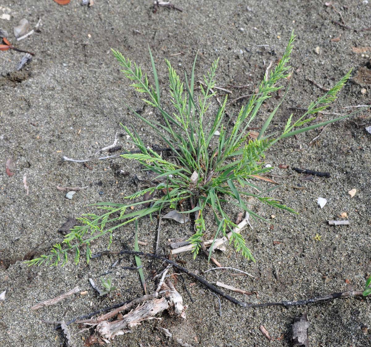 Изображение особи Catapodium marinum.