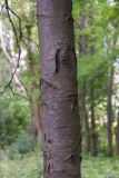 Betula lenta. Часть ствола. Нижний Новгород, Ботанический сад ННГУ, в культуре. 14.08.2018.