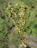 Filipendula vulgaris