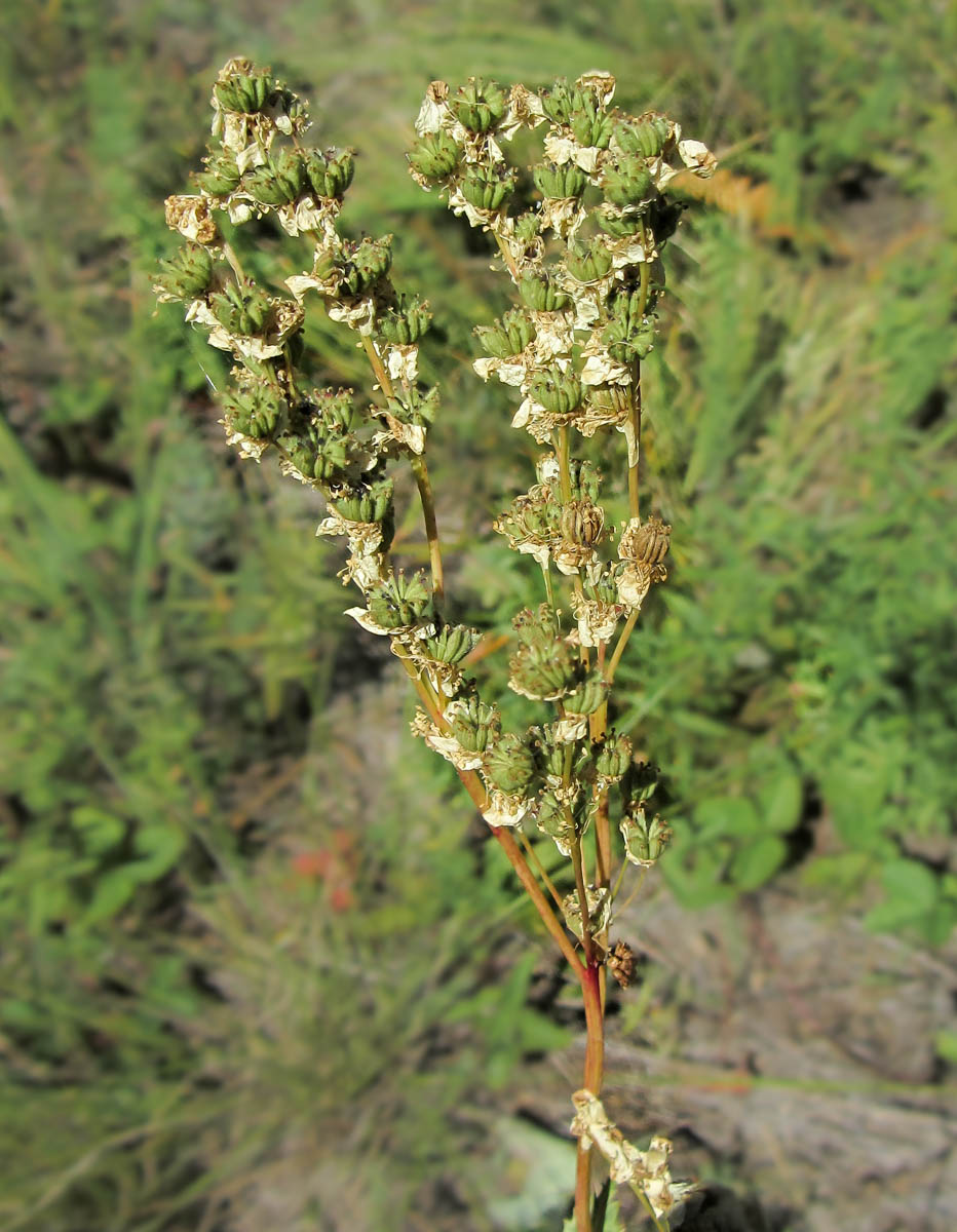 Image of Filipendula vulgaris specimen.