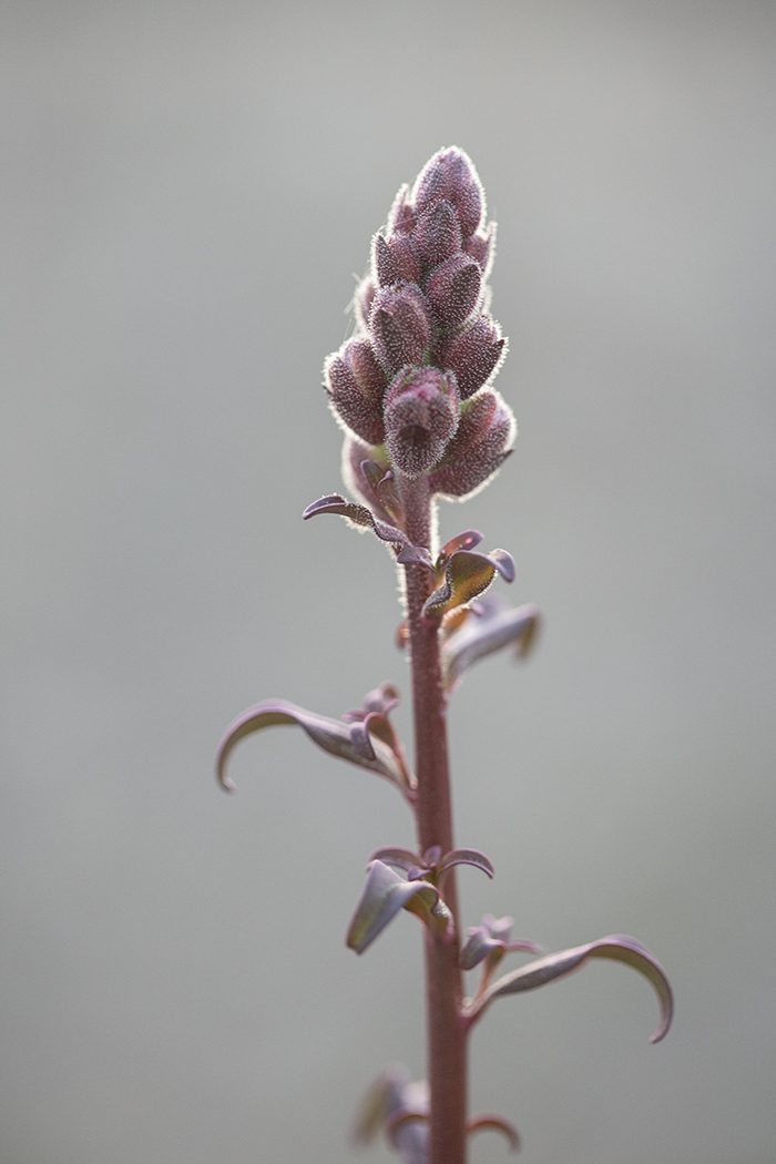 Image of Antirrhinum majus specimen.