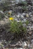 Inula ensifolia