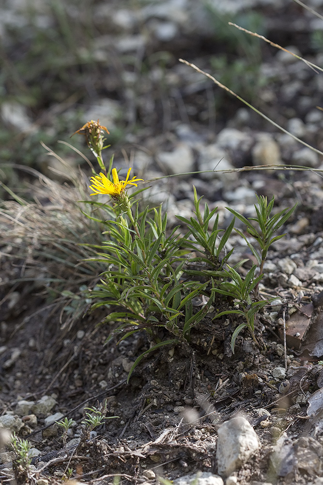 Image of Inula ensifolia specimen.