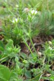 genus Arenaria