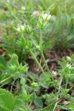genus Arenaria. Цветущие и плодоносящие растения. Горный Крым, верхнее плато Чатырдага. 4 июля 2010 г.