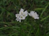 Allium zebdanense. Цветки. Турция, ил Артвин, окр. храма Отхта, небольшой луг с отдельными деревьями возле скалы в узкой части ущелья. 22.04.2019.