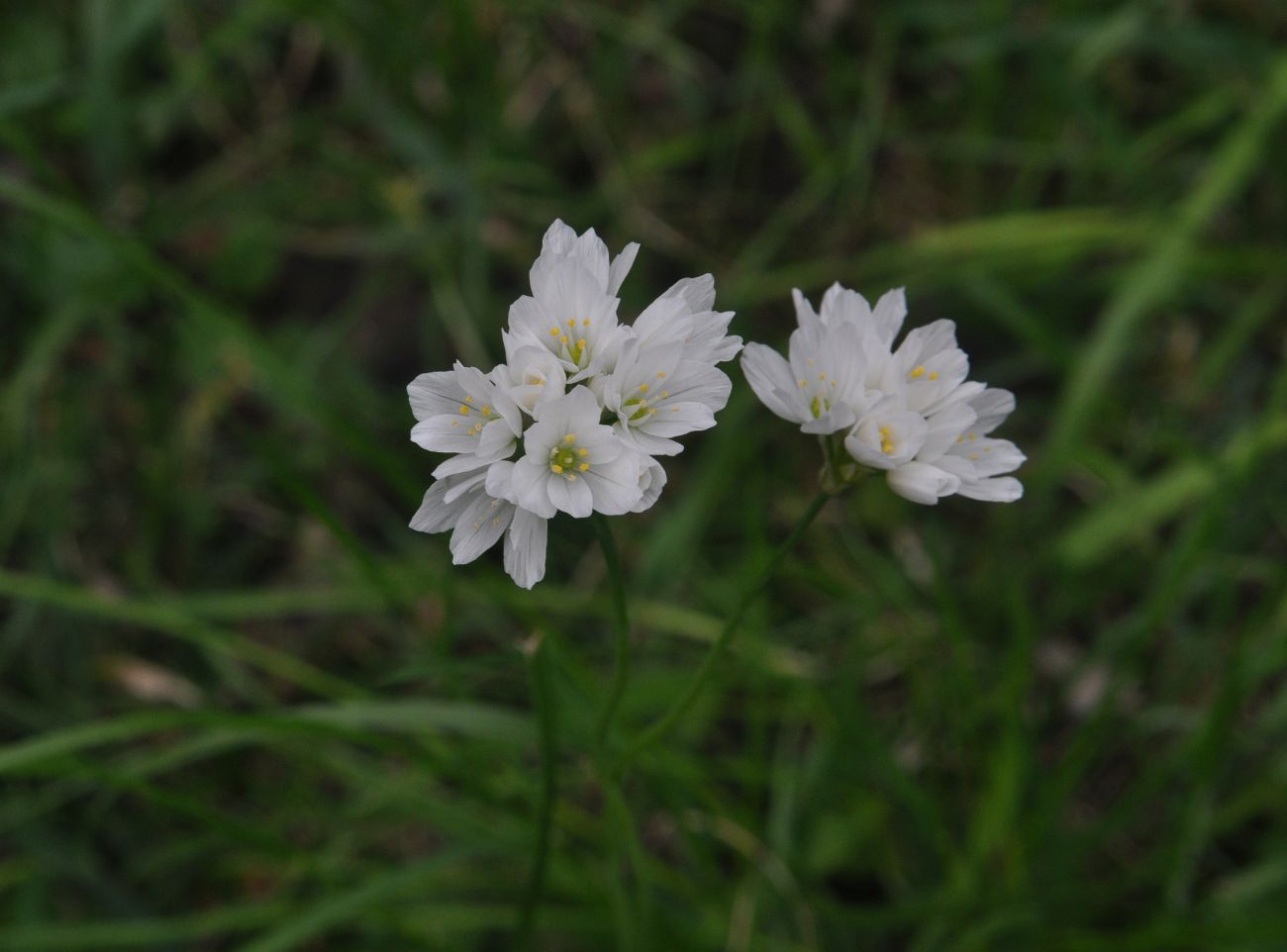 Image of Allium zebdanense specimen.