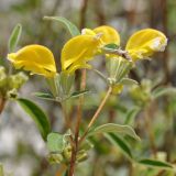 Phlomis brevibracteata