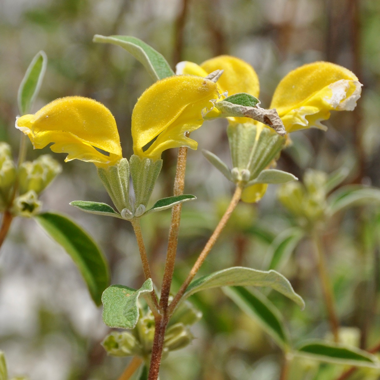 Image of Phlomis brevibracteata specimen.