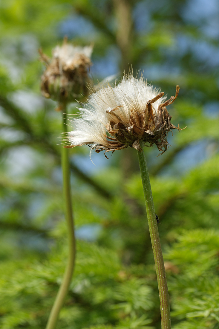 Изображение особи Scorzonera humilis.