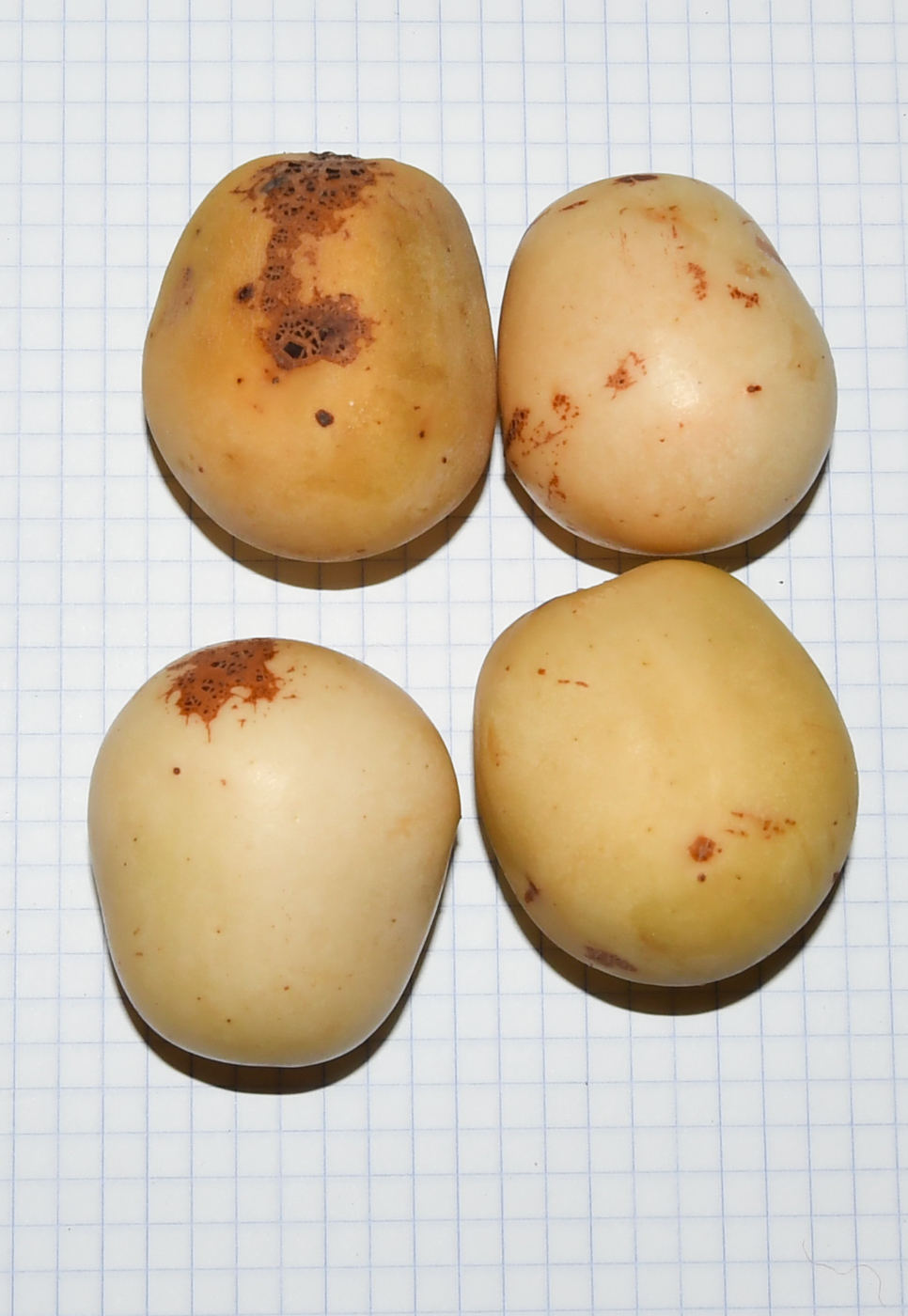 Image of Sclerocarya birrea specimen.
