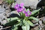 Primula turkestanica