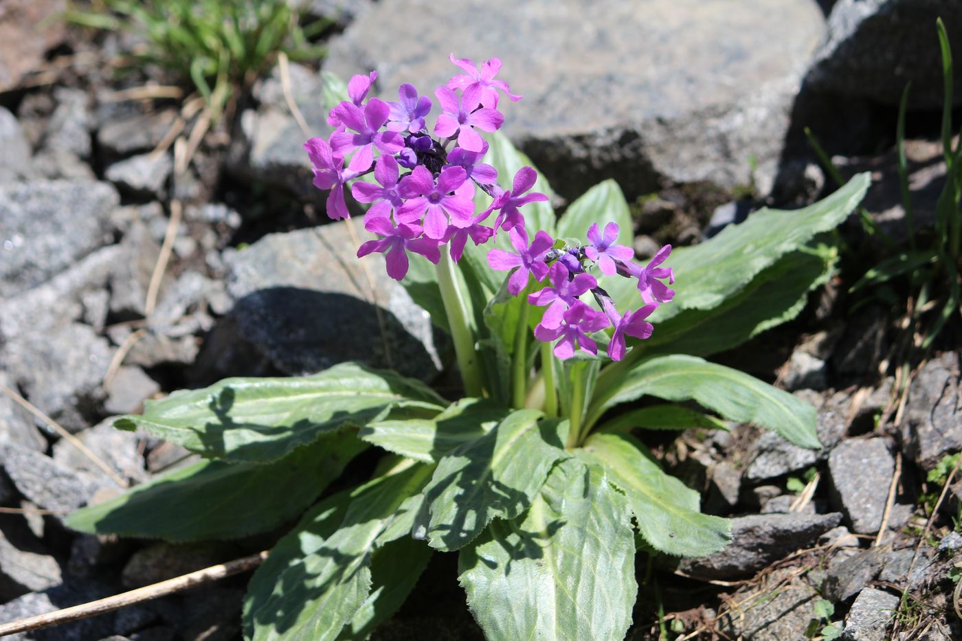 Изображение особи Primula turkestanica.