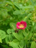 Rosa cinnamomea