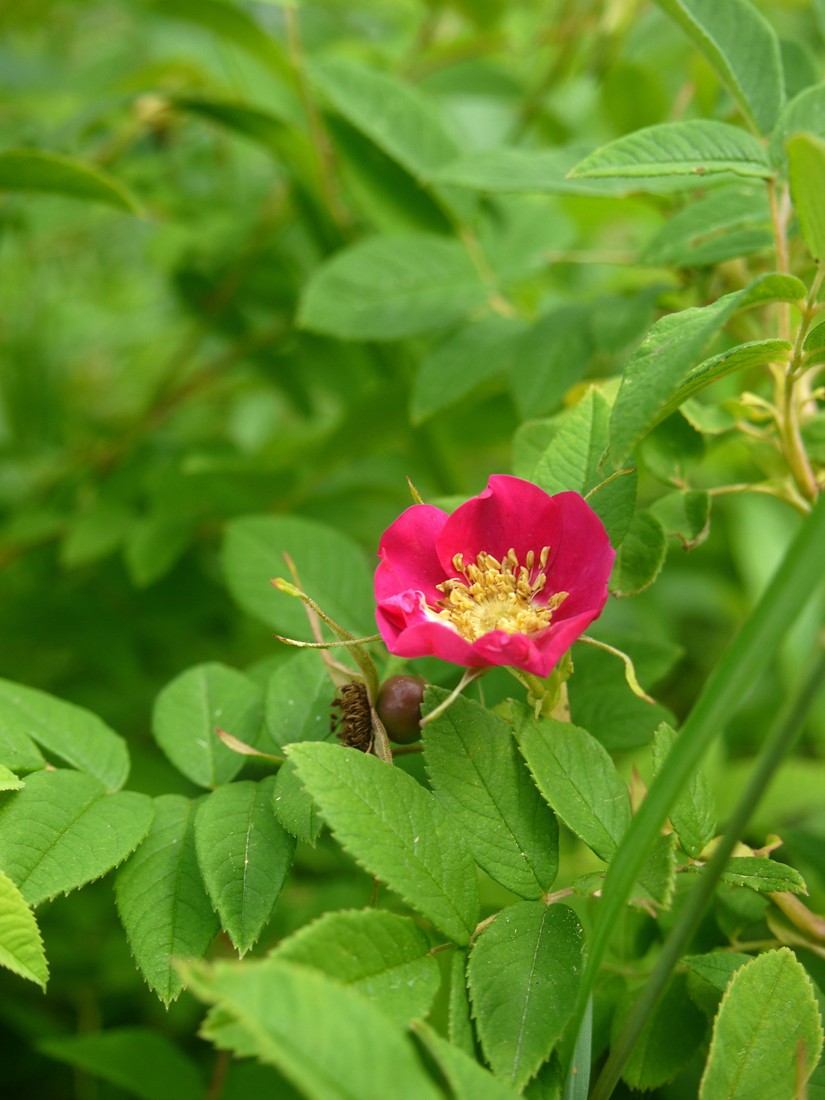 Image of Rosa cinnamomea specimen.