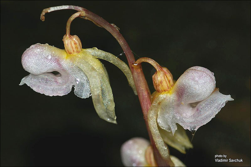 Image of Epipogium aphyllum specimen.