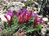 Astragalus buschiorum. Побеги с соцветиями. Дагестан, Левашинский р-н, окр. с. Леваши, ок. 1400 м н.у.м., каменистое место. 01.06.2019.