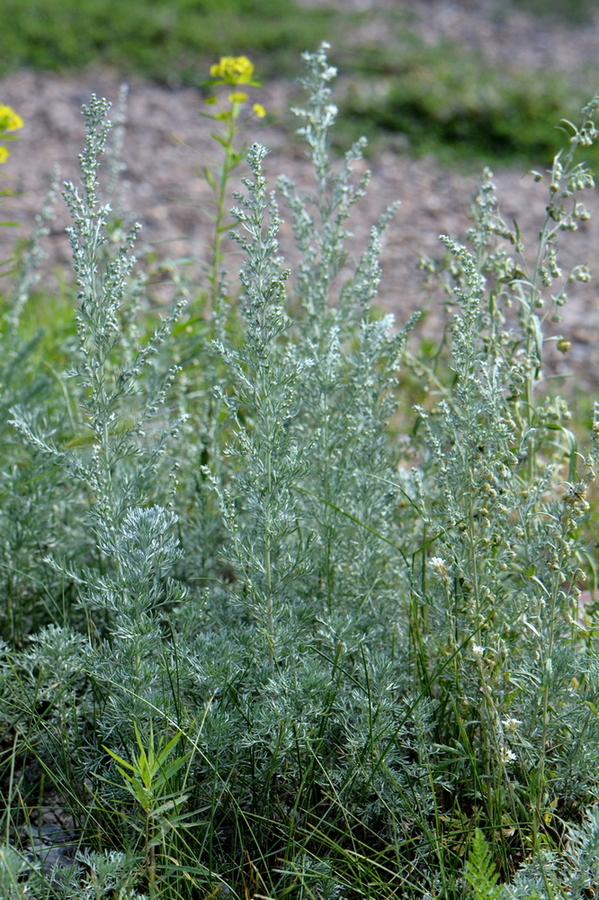 Изображение особи Artemisia austriaca.