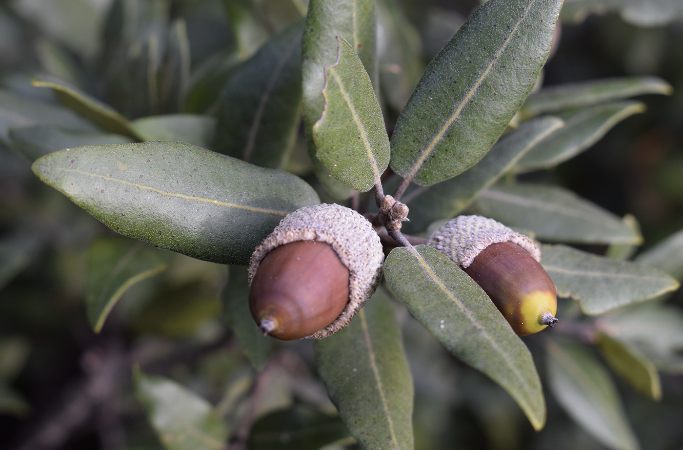 Image of Quercus ilex specimen.