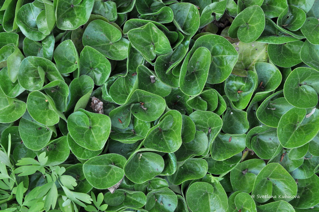 Изображение особи Asarum europaeum.