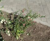 Symphoricarpos × doorenbosii. Плодоносящее растение. Иркутск, городской сквер, в культуре. 03.10.2019.