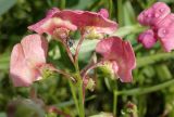 Lathyrus sylvestris