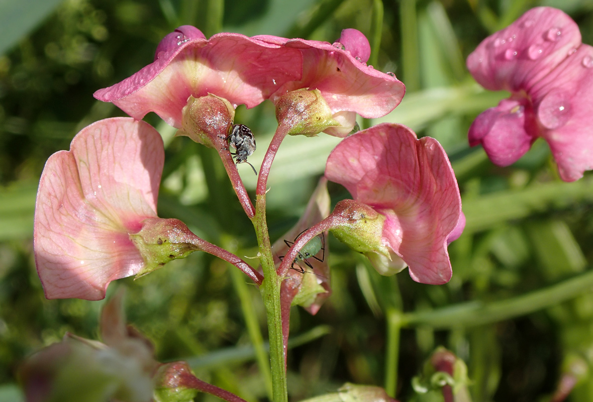 Изображение особи Lathyrus sylvestris.