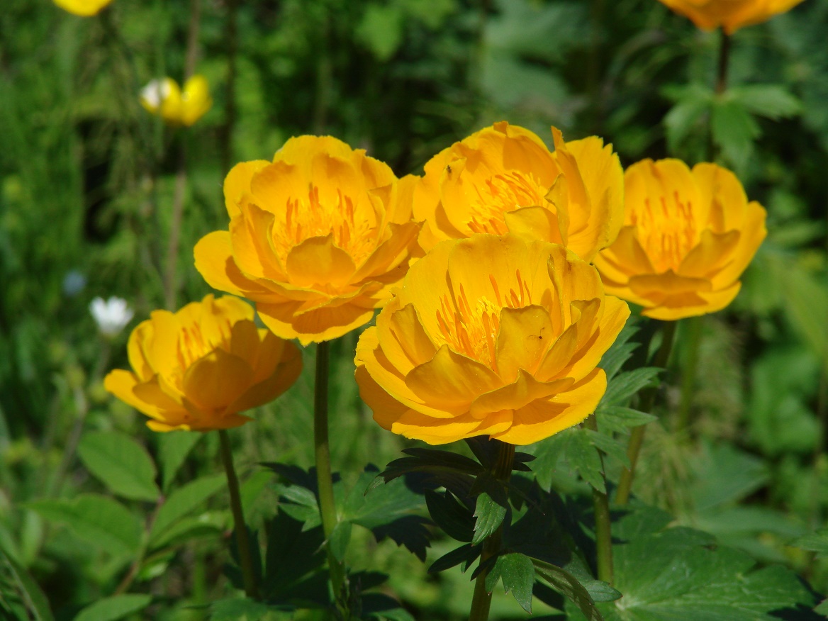 Image of Trollius sibiricus specimen.