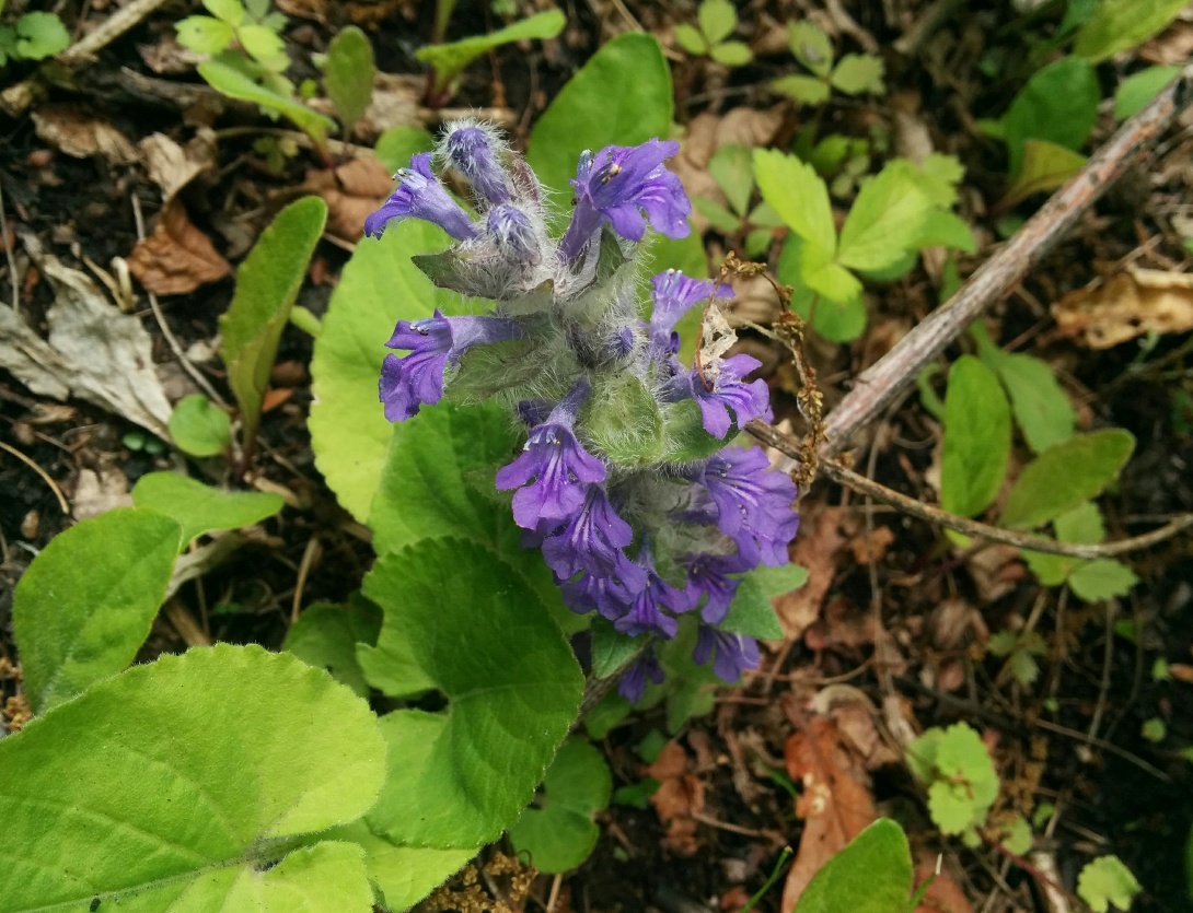 Image of Ajuga multiflora specimen.