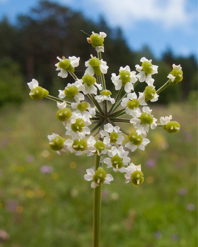 Изображение особи Eleutherospermum cicutarium.