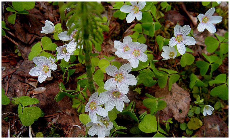 Изображение особи Oxalis acetosella.