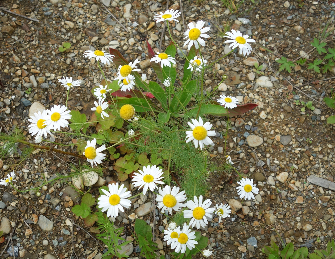 Image of Tripleurospermum inodorum specimen.