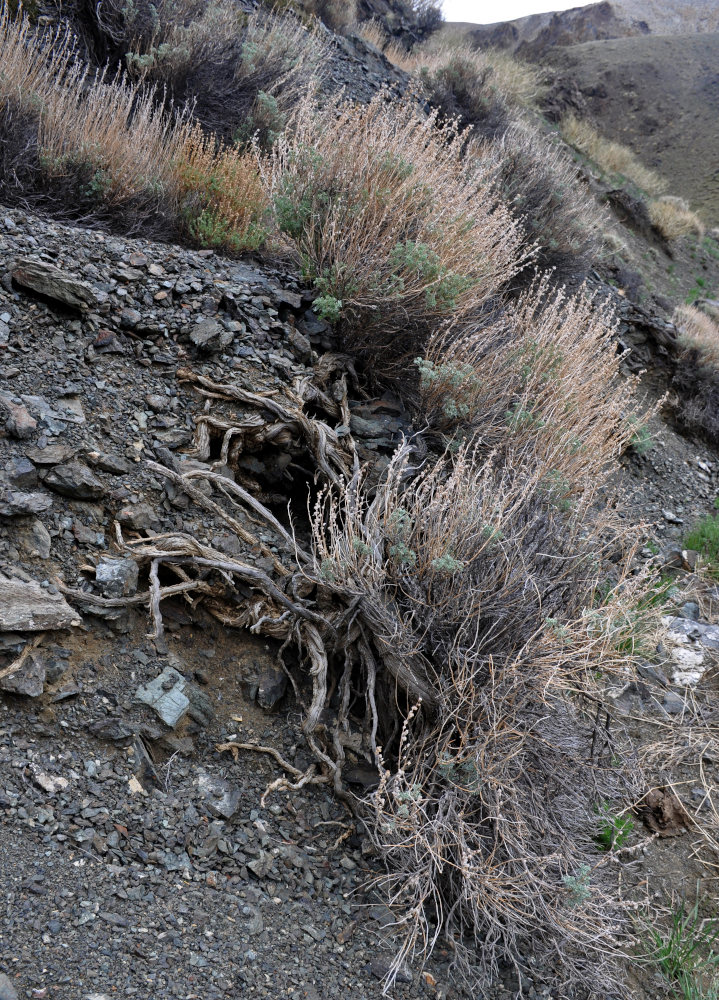 Image of Artemisia rutifolia specimen.